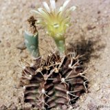 Gymnocalycium mihanovichii v. stenogonum -JL071.jpg